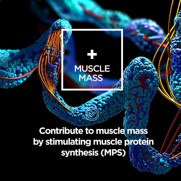 Maintain BCAA Powder - Raw Sport